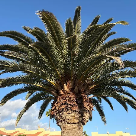 The Gold * Maspalomas (Gran Canaria)